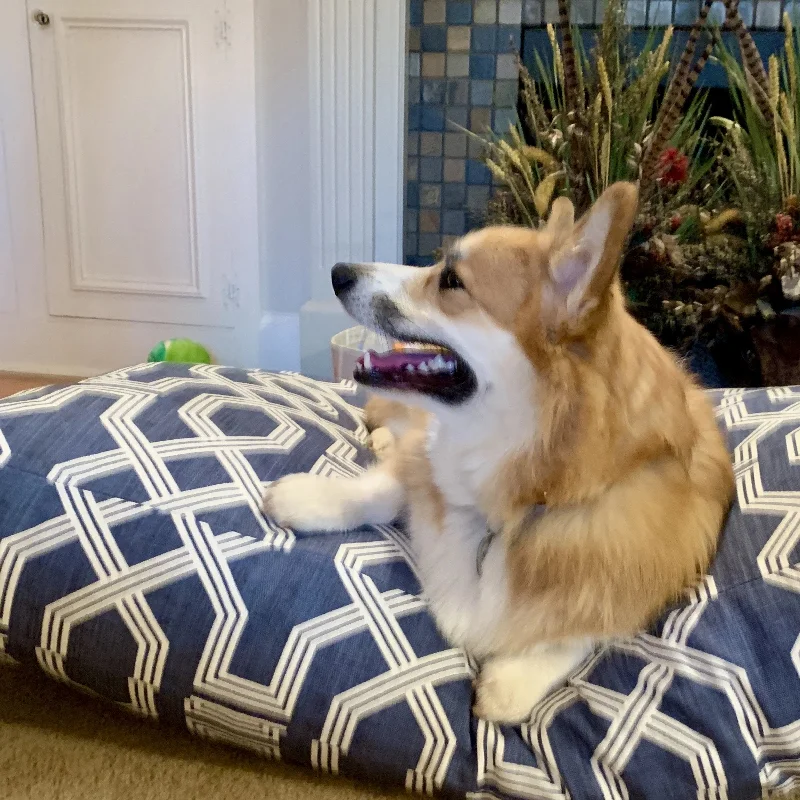 Modern Luxe Dog Beds and Replacement Duvet Covers with Personalization