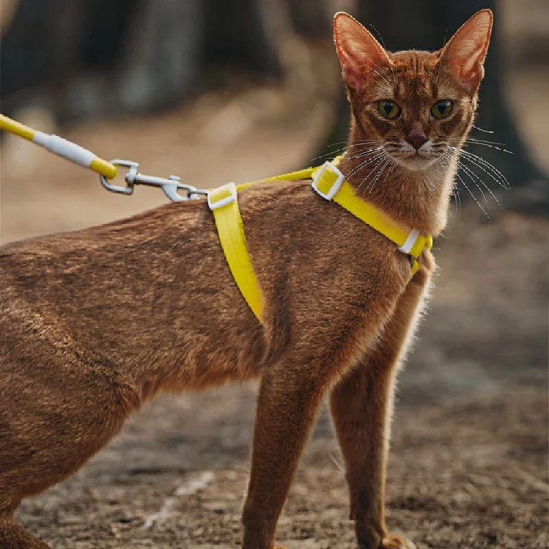 Pet Anti Breakaway Traction Rope