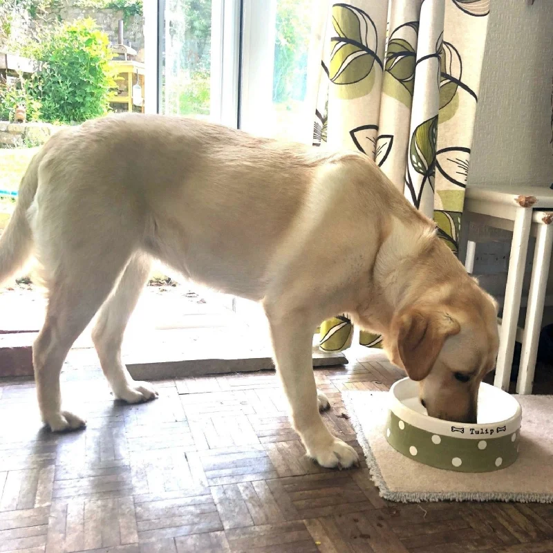 Large Dog Bowls